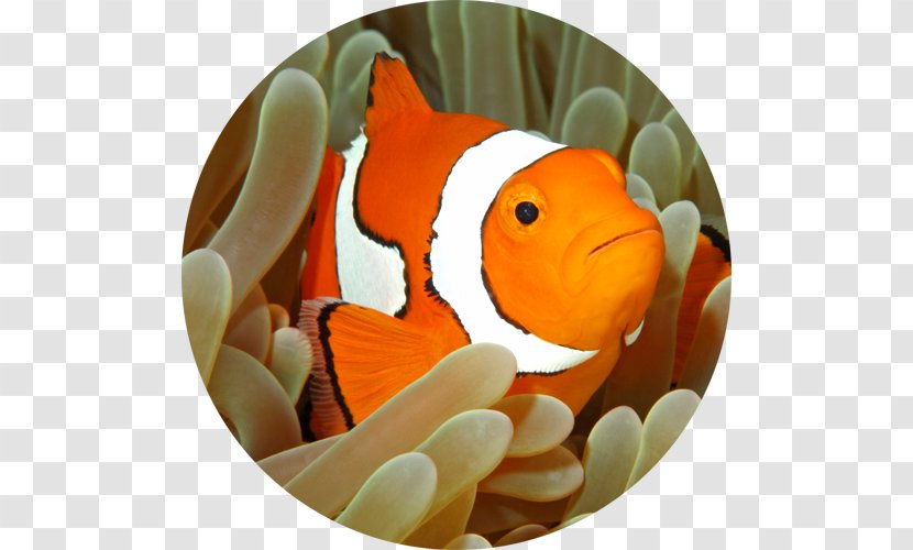 Tomato Clownfish Royalty-free Ocellaris Sea Anemone Stock Photography - Fish Transparent PNG