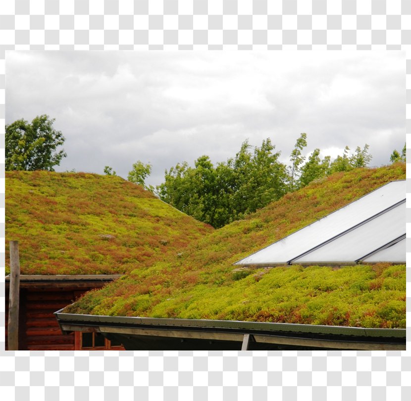 Roof Garden Zöldtetők Green Ecogrid - App Kft - Sedum Transparent PNG
