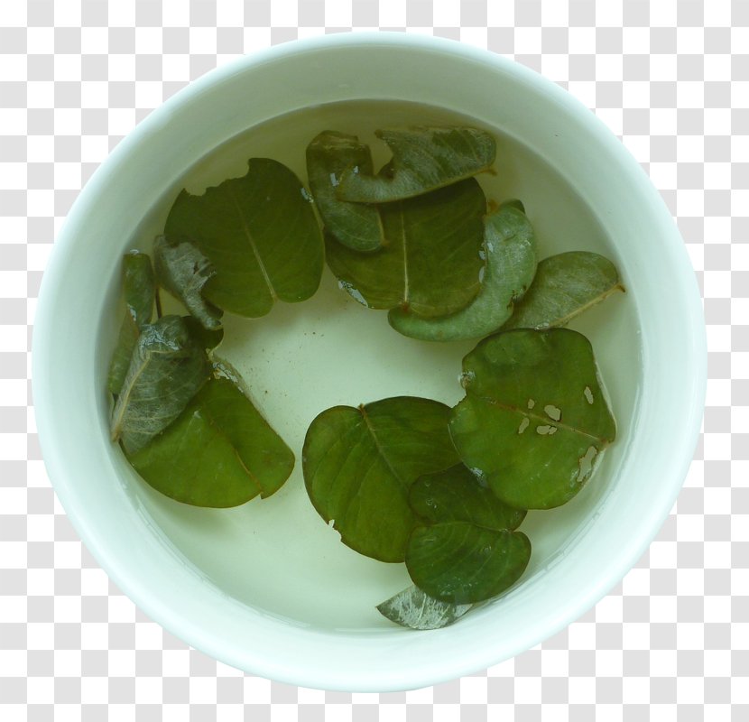 Tea - Vegetarian Food - Loosestrife Transparent PNG