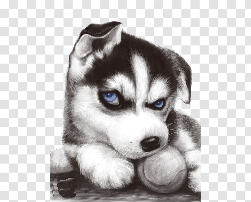 Siberian Husky T-shirt Puppy JD.com Taobao - Sina Weibo - Blue-eyed Transparent PNG