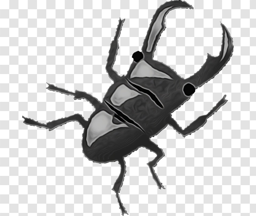 Insect Beetle Stag Beetles Weevil Japanese Rhinoceros Beetle Transparent PNG