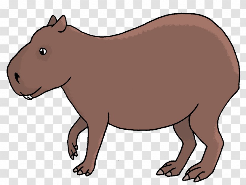Capybara Bear Wombat Scientist Drawing - Snout Transparent PNG