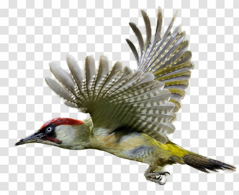 Woodpecker Clip Art - Image Transparent PNG