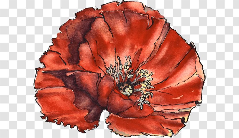 Poppy The Argyll Canada Field Of Remembrance Armistice Day - Family Transparent PNG