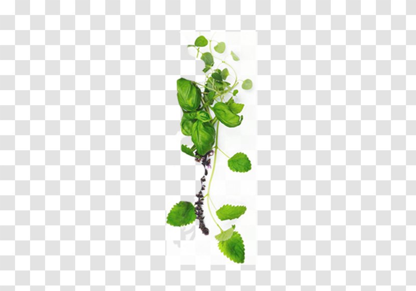 Centella Asiatica Obat Tradisional Aromatherapy - Branch - Green Leaves Transparent PNG
