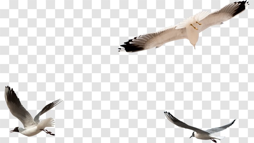 European Herring Gull Bird Columbidae Clip Art Transparent PNG