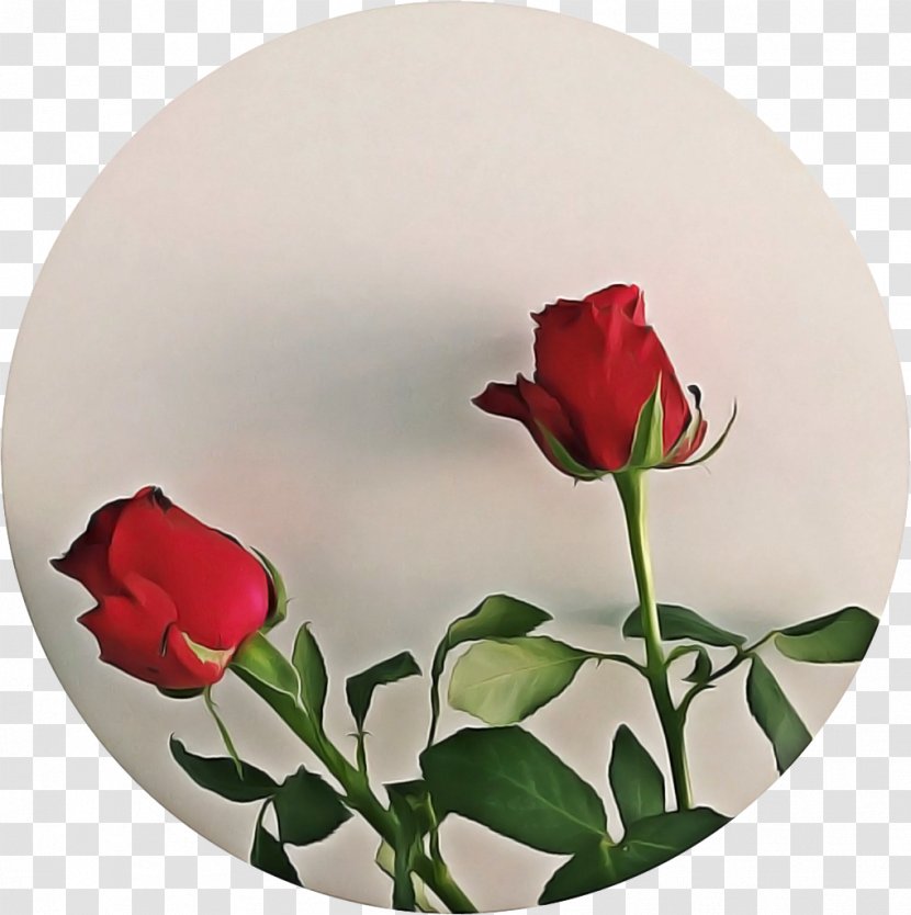 Garden Roses - Wildflower - Plant Stem Transparent PNG