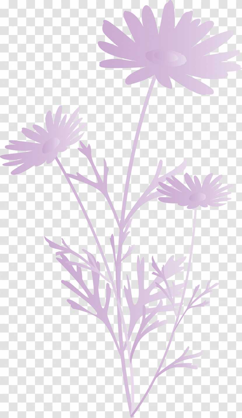 Marguerite Flower Spring Flower Transparent PNG