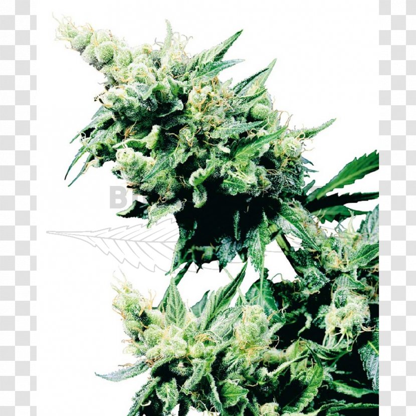Sensi Seeds Plant Cannabis Marijuana Hashish Transparent PNG