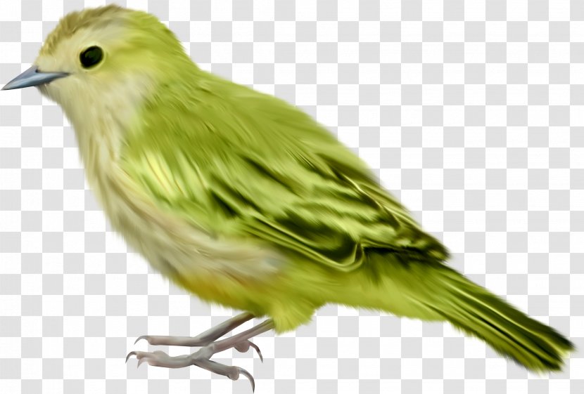 Bird - Canary - La Hoja Nueva Transparent PNG