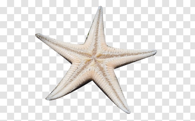 Starfish Material Gratis - Echinoderm Transparent PNG