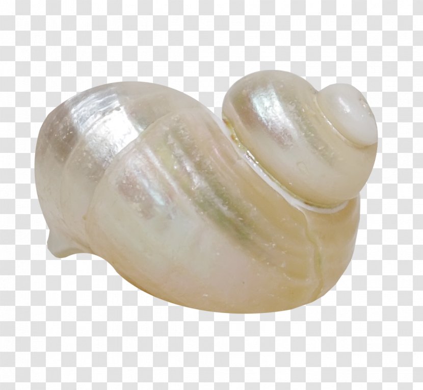 Sea Snail Conch Seashell - Beautiful Brown Transparent PNG