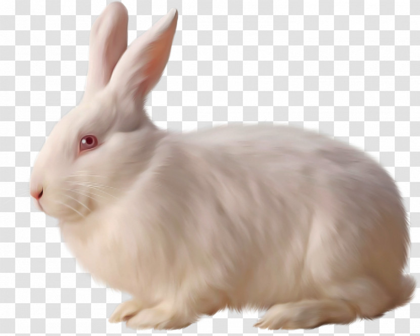 Rabbit Rabbits And Hares Hare Snowshoe Hare Ear Transparent PNG
