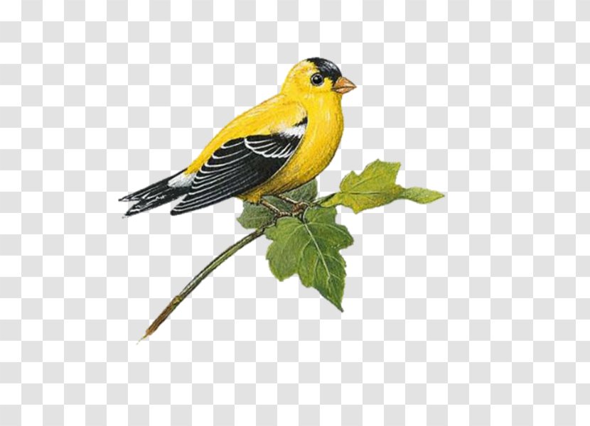 Bird Wall Decal European Goldfinch American Transparent PNG