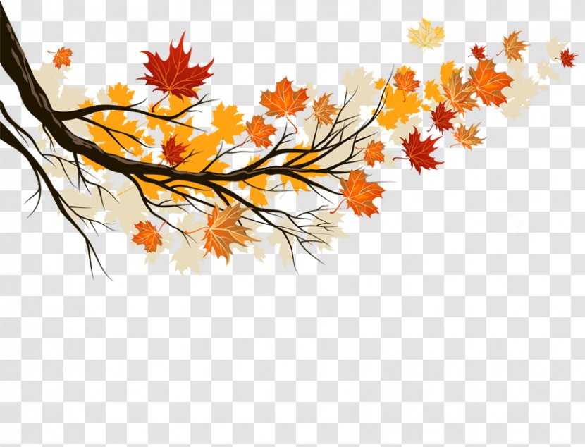 Autumn Leaf Color Maple - Branch - Leaves Transparent PNG