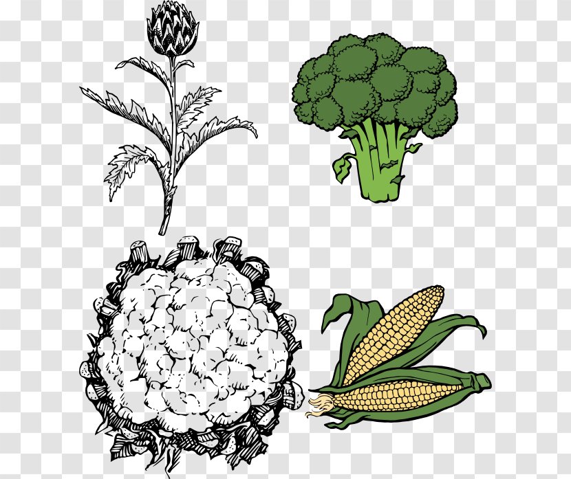 Cauliflower Line Art Drawing Clip - Plant Transparent PNG