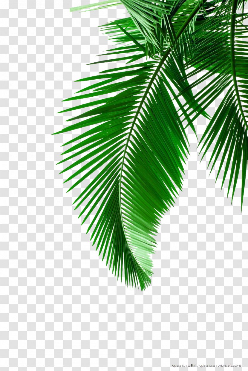 Arecaceae Leaf White Clip Art - Green - Palm Leaves Picture Material Transparent PNG