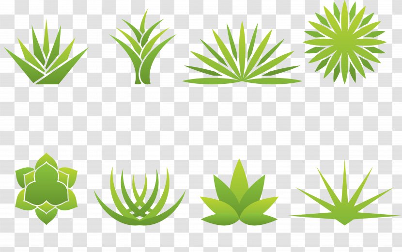 Aloe Vera Agave Logo - Flowering Plant - Various Forms Of Transparent PNG