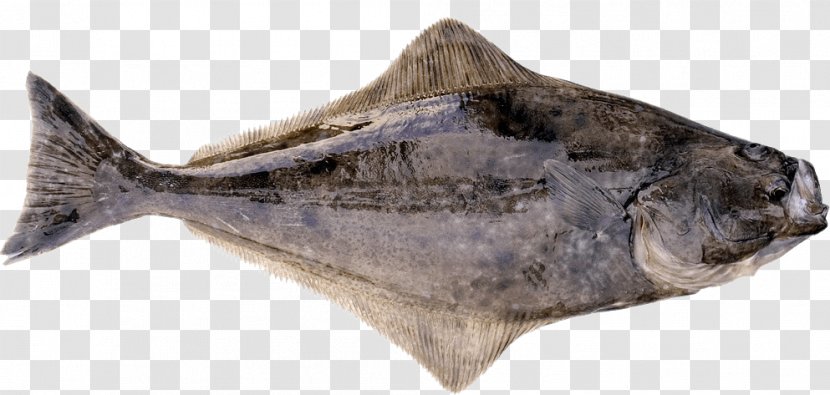 International Pacific Halibut Commission Flatfish Cod - Seafood - Fishing Transparent PNG