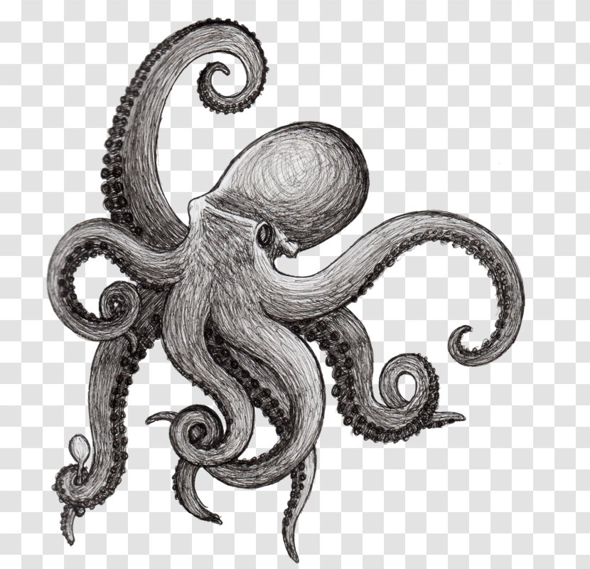 Octopus Drawing Squid Kraken Cephalopod - Aquatic Transparent PNG