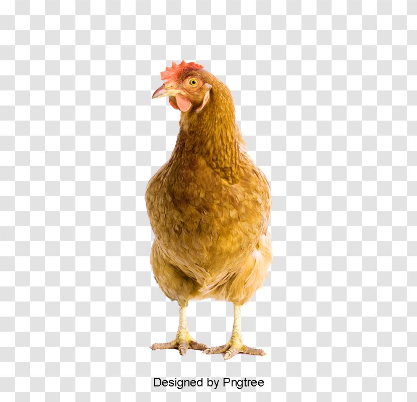 Rooster Chicken Image Psd Transparent PNG