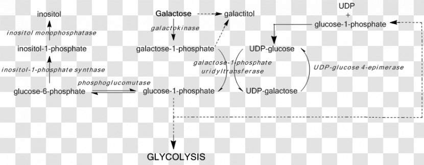 UDP-glucose 4-epimerase Galactose Epimerase Deficiency Galactosemia Uridine Diphosphate Glucose - Heart - Frame Transparent PNG