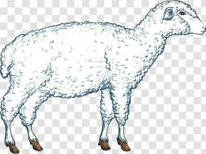 Cattle Goat Sheep Caprinae Pack Animal - Mammal Transparent PNG