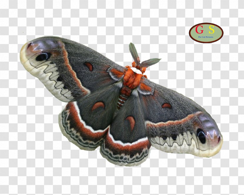 Silkworm Butterflies And Moths Cecropia Moth Transparent PNG