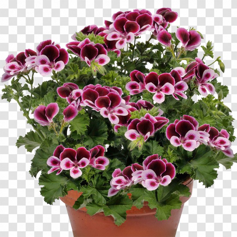 Seed Flower Pelargonium Zonale Plant Duftpelargonie - Flowerpot Transparent PNG