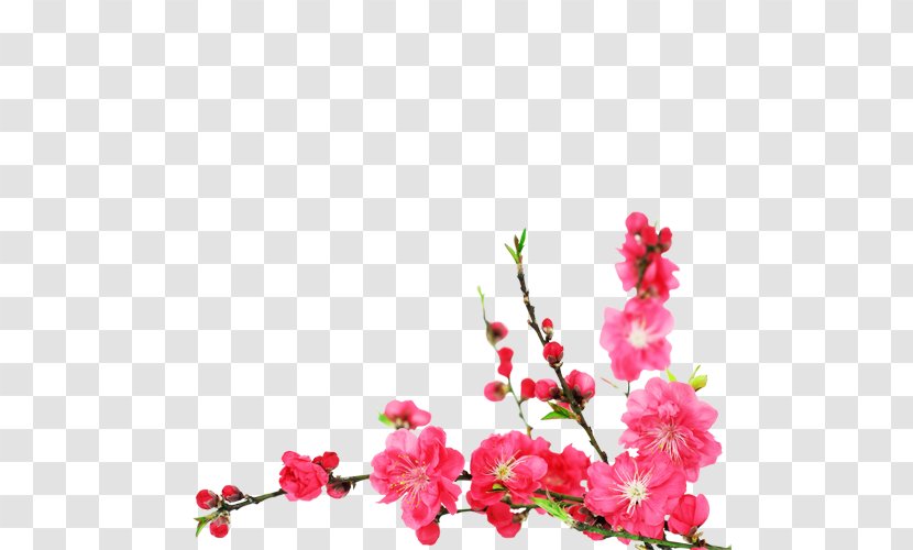 Cherry Blossom Flower Stock Photography - Twig Transparent PNG