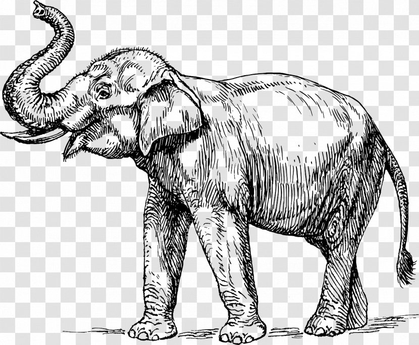 Indian Elephant Elephantidae Tusk Clip Art - Carnivoran - Black And White Funny Cartoon Pictures Of Ducks Transparent PNG