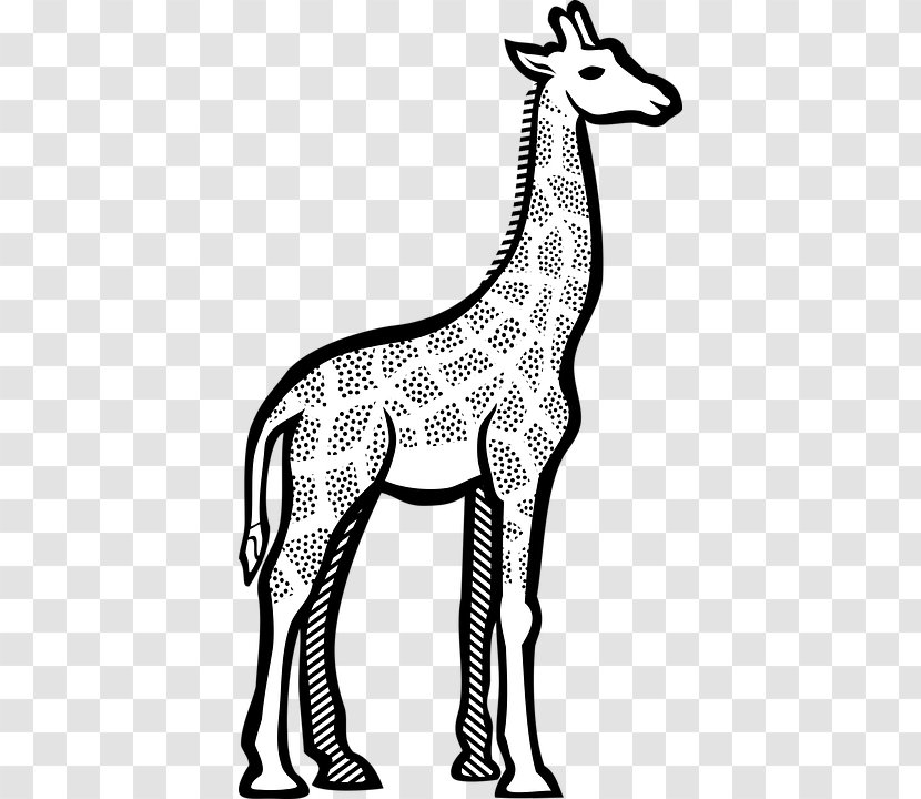Giraffe Clip Art Line Vector Graphics Drawing - Horse Like Mammal Transparent PNG