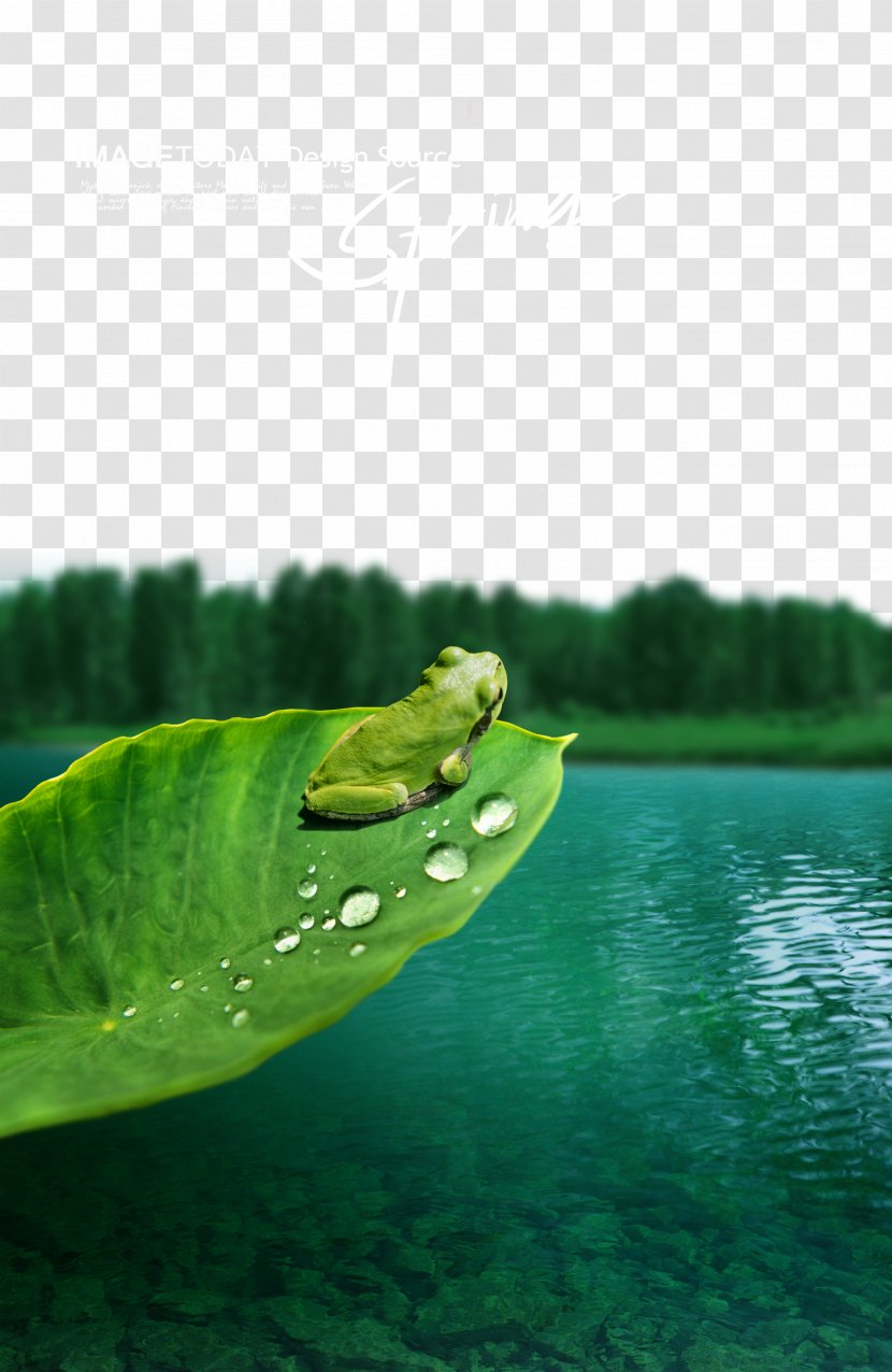 Frog Landscape - Leaf - Frogs Transparent PNG