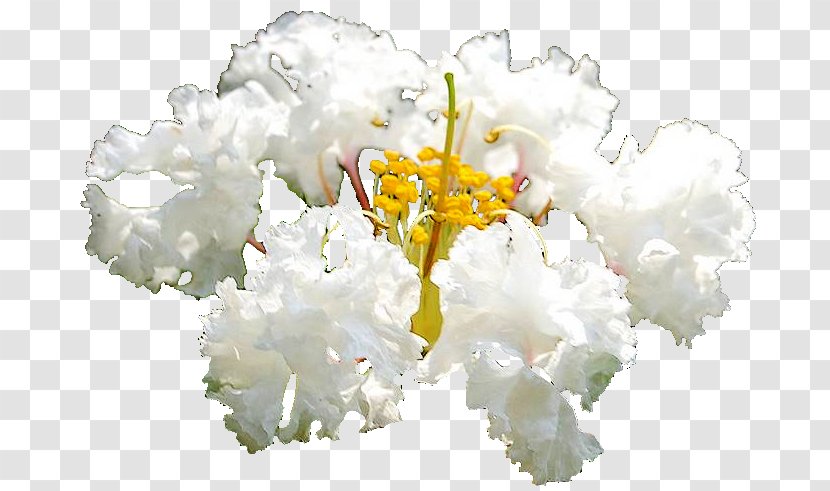 Floral Design Cut Flowers Flower Bouquet Flowering Plant - Floristry - Crepe Myrtle Tree Transparent PNG