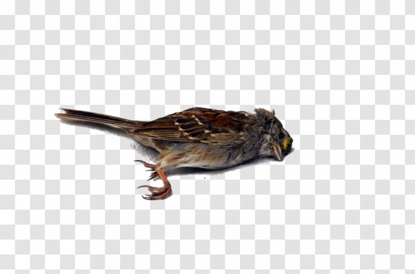 Bird Wren Death - Dead Transparent PNG