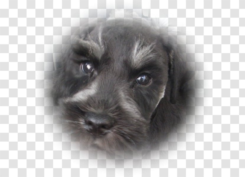 Miniature Schnauzer Standard Schnoodle Puppy Affenpinscher - Dog Transparent PNG
