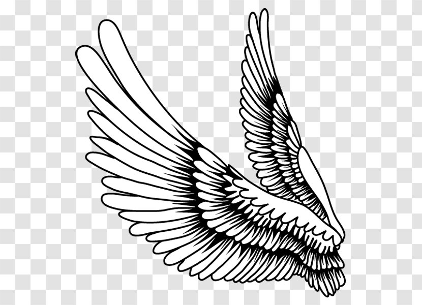 Drawing Bird Feather - Monochrome - Creative Wings,Cartoon Painted Wings Transparent PNG