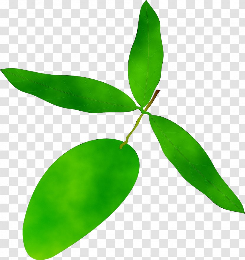 Leaf Plant Stem - Botany - Flowering Transparent PNG