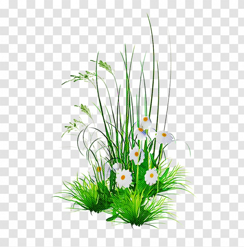 Grass Plant Aquarium Decor Flower Flowerpot - Houseplant - Flowering Transparent PNG