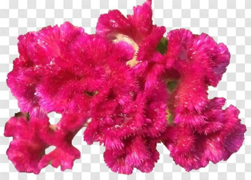 Pink M Cut Flowers Petal Comb - Darshan Transparent PNG