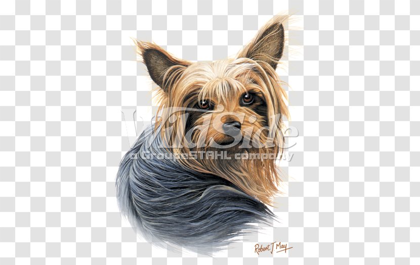 Yorkshire Terrier Australian Silky Puppy Companion Dog Transparent PNG