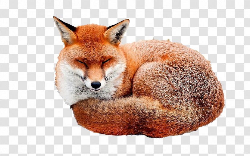 Red Fox Desktop Wallpaper Image Illustration - Fauna Transparent PNG