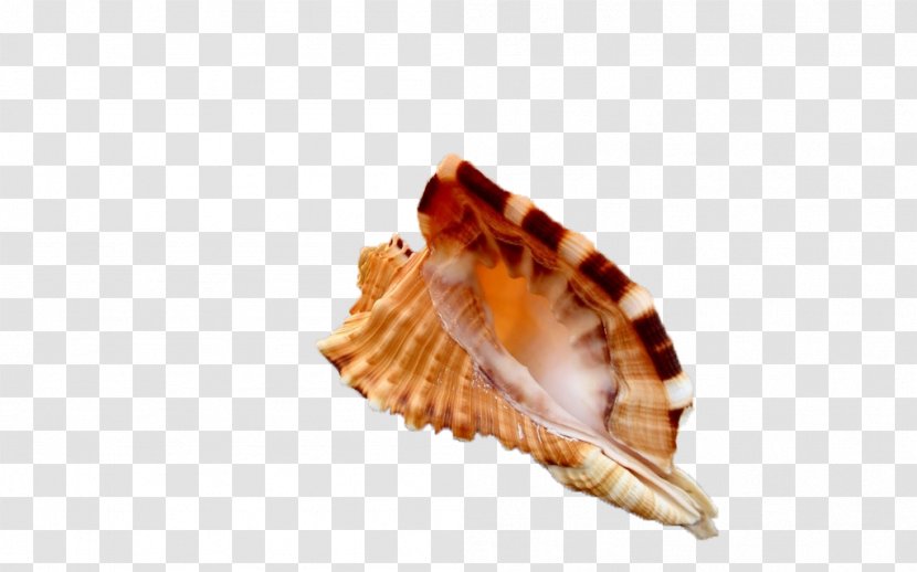 Seashell Gratis - Invertebrate - Conch Transparent PNG