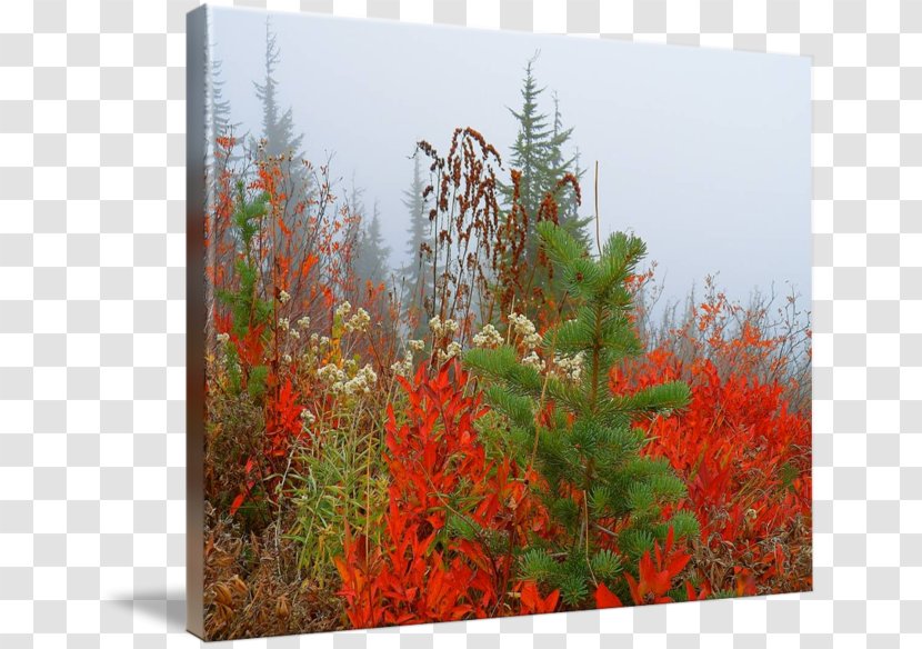 Desktop Wallpaper Autumn Flora - Kilobyte - Price To Transparent PNG