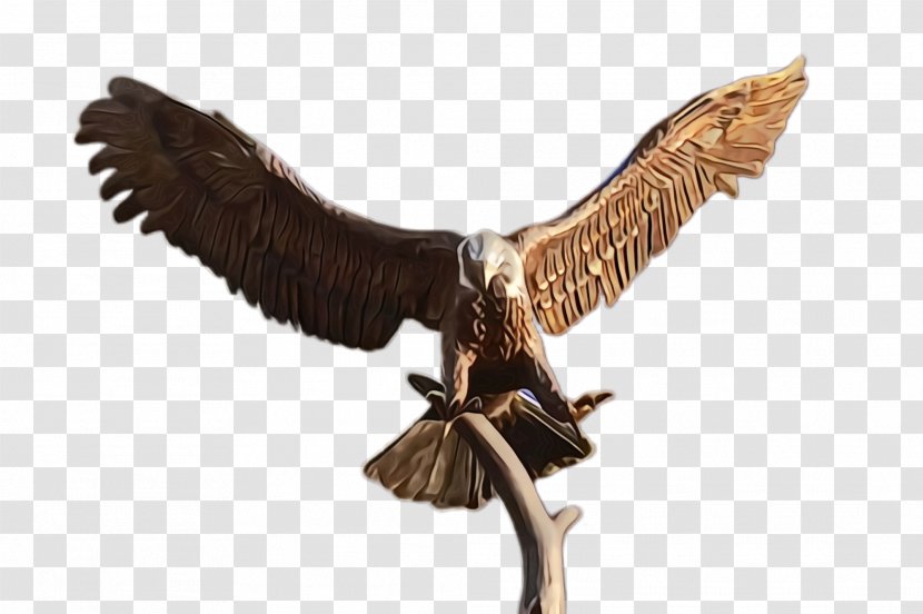 Bird Eagle Of Prey Golden Osprey - Wing - Animal Figure Falcon Transparent PNG
