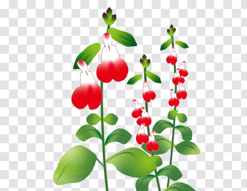 チェリーセージ Illustration Common Sage Plants Herb - Flower - Scarlet Transparent PNG