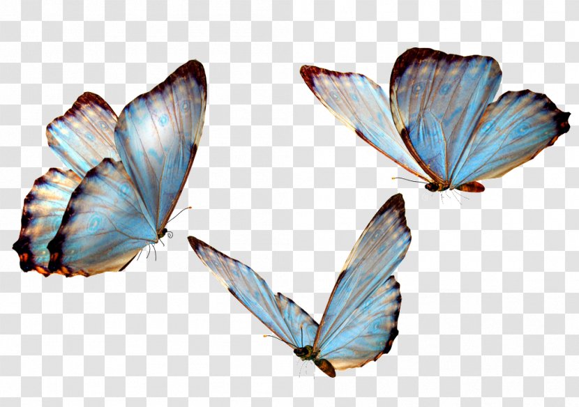 Clip Art Image Vector Graphics Transparency - Moths And Butterflies - Hand Painted Scenery Transparent PNG