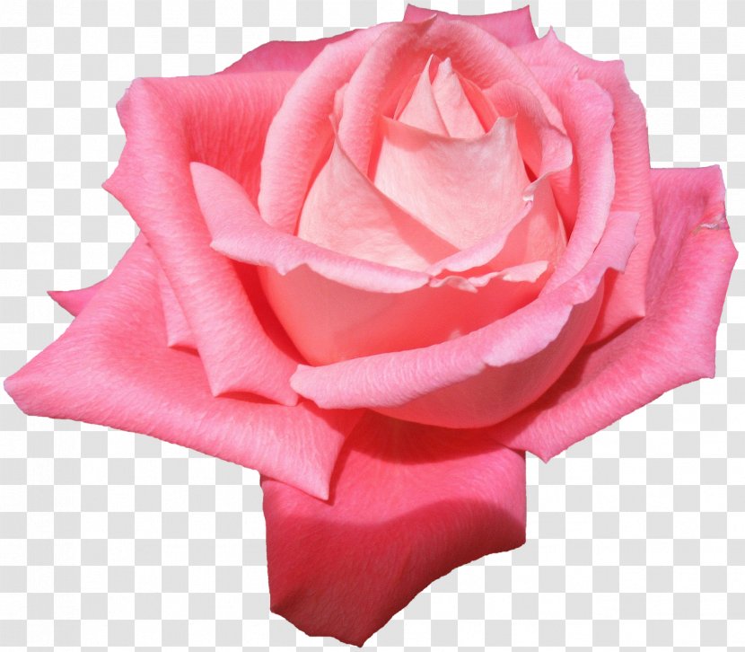 Garden Roses Flower Cabbage Rose Fundal - Red Transparent PNG
