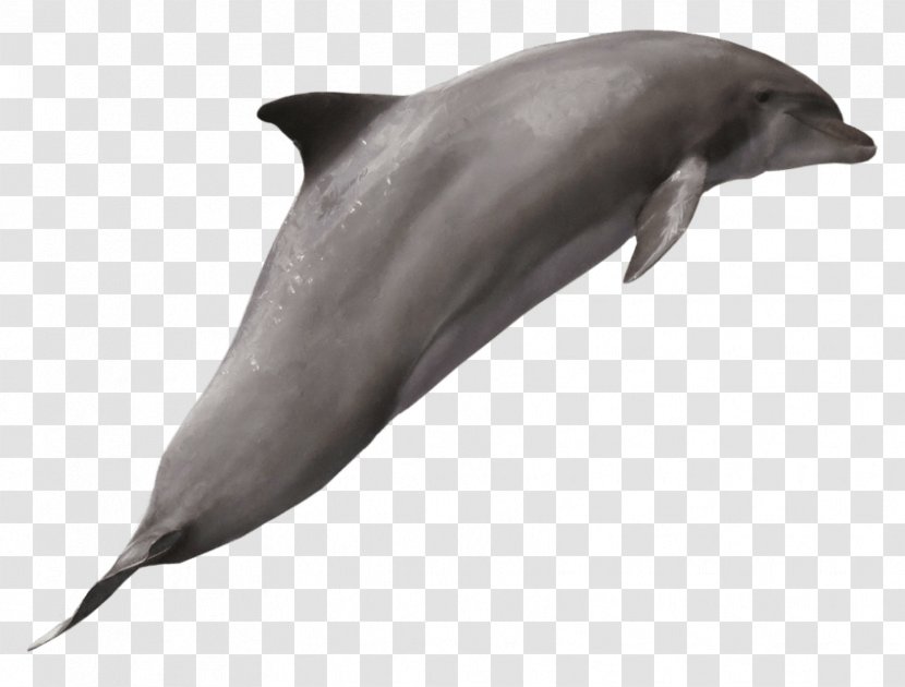 Common Bottlenose Dolphin Wholphin - Whales Dolphins And Porpoises Transparent PNG