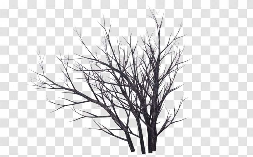 Tree Photography Drawing - Woody Plant Transparent PNG